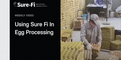 Using Sure-Fi In Egg Processing video thumbnail