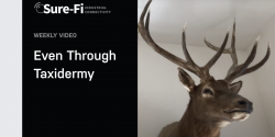 Sure-Fi, Works Through Any Obstruction, Even Through Taxidermy video thumbnail